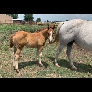 Meet your Posher, Tasha